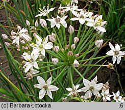 Allium tuberosum (czosnek bulwiasty)