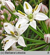 Allium tuberosum (czosnek bulwiasty)