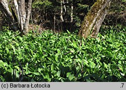 Allium victorialis (czosnek siatkowaty)