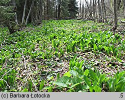 Allium victorialis (czosnek siatkowaty)