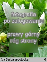 Allium victorialis (czosnek siatkowaty)