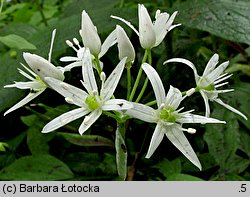 Allium victorialis (czosnek siatkowaty)