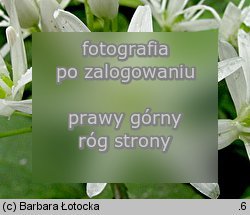 Allium victorialis (czosnek siatkowaty)