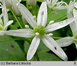 Allium victorialis (czosnek siatkowaty)