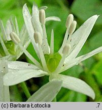 Allium victorialis (czosnek siatkowaty)