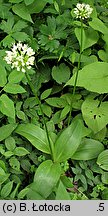 Allium victorialis (czosnek siatkowaty)