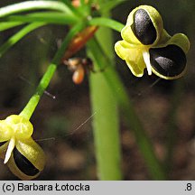 Allium victorialis (czosnek siatkowaty)