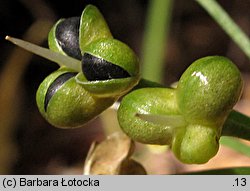 Allium victorialis (czosnek siatkowaty)