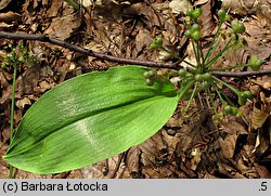 Allium victorialis (czosnek siatkowaty)