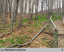 Allium victorialis (czosnek siatkowaty)