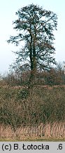 Alnus glutinosa (olsza czarna)