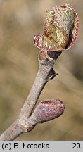 Alnus glutinosa (olsza czarna)