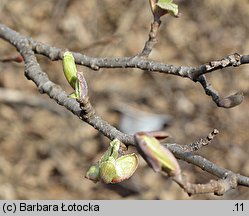 Alnus glutinosa (olsza czarna)