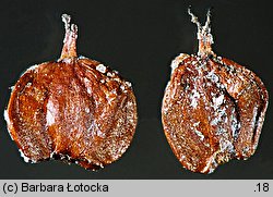 Alnus glutinosa (olsza czarna)