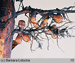 Alnus glutinosa (olsza czarna)