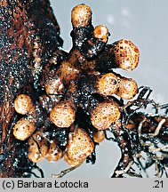 Alnus glutinosa (olsza czarna)