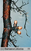 Alnus glutinosa (olsza czarna)