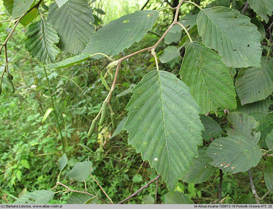 Alnus incana (olsza szara)