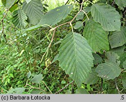 Alnus incana (olsza szara)