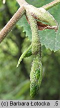 Alnus incana (olsza szara)