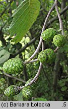 Alnus incana (olsza szara)