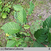 Alnus incana (olsza szara)