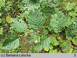 Alnus incana (olsza szara)