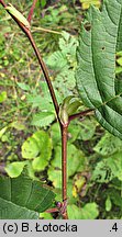 Alnus incana (olsza szara)