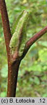 Alnus incana (olsza szara)