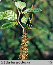 Alnus viridis (olsza zielona)