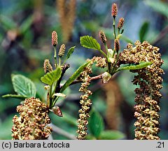 Alnus viridis (olsza zielona)