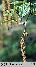 Alnus viridis (olsza zielona)