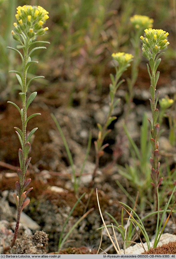 Alyssum alyssoides (smagliczka kielichowata)