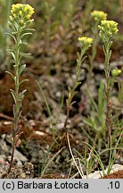 Alyssum alyssoides (smagliczka kielichowata)