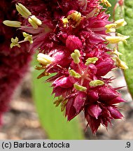 Amaranthus caudatus (szarłat zwisły)