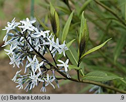 Amsonia tabernaemontana (amzonia nadreńska)