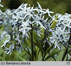 Amsonia tabernaemontana (amzonia nadreńska)