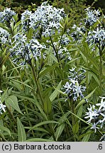 Amsonia tabernaemontana (amzonia nadreńska)