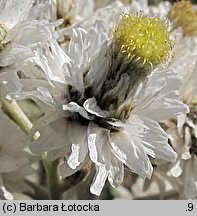 Anaphalis margaritacea (anafalis perłowy)