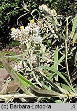 Anaphalis margaritacea (anafalis perłowy)