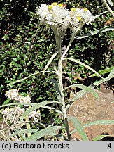 Anaphalis margaritacea (anafalis perłowy)