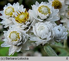 Anaphalis margaritacea (anafalis perłowy)