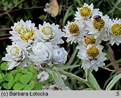 Anaphalis margaritacea (anafalis perłowy)