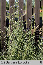 Anchusa officinalis (farbownik lekarski)