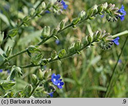 Anchusa officinalis (farbownik lekarski)