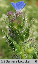 Anchusa arvensis (farbownik polny)