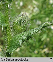 Anchusa arvensis (farbownik polny)