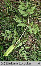 Angelica archangelica ssp. archangelica (dzięgiel litwor typowy)