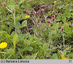 Antennaria dioica (ukwap dwupienny)