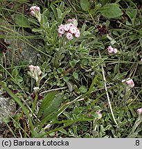 Antennaria dioica (ukwap dwupienny)